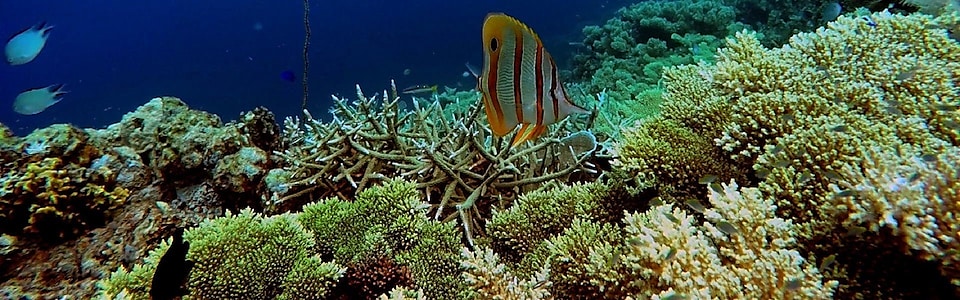 Conserving the Coral Triangle