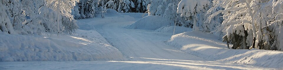 Winter forest road landscape