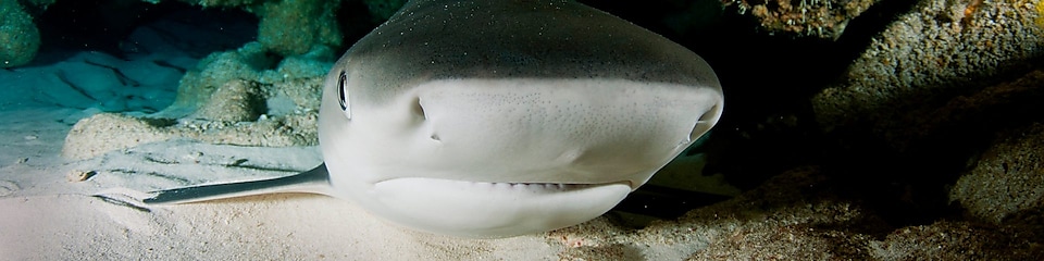Male Caribbean reef shark resting in a cave off Harbour Island in the Bahamas