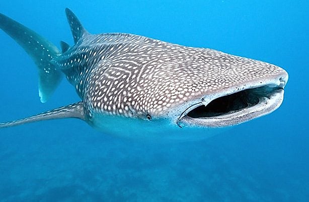 marine mammal under sea