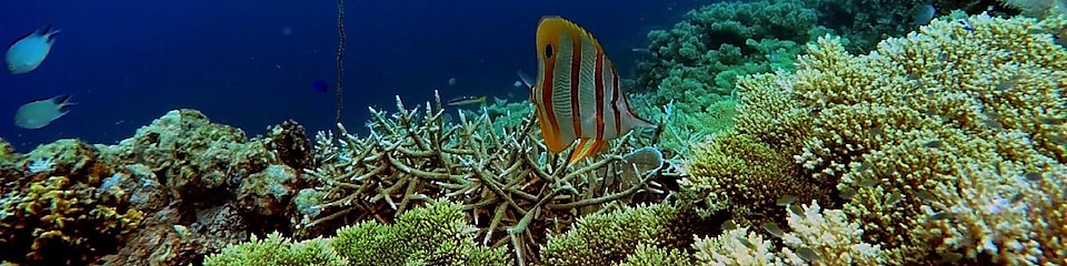 coral reefs underwater fish