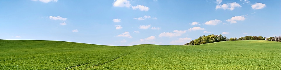 A green landscape on a sunny day