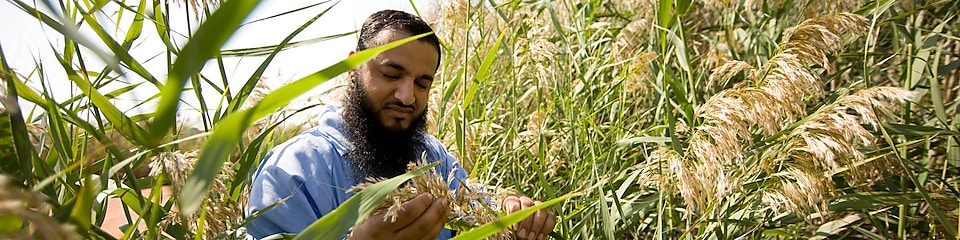Man looking at reed beds in Oman