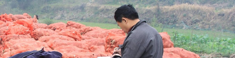 Farmers in China with sweet potato harvest