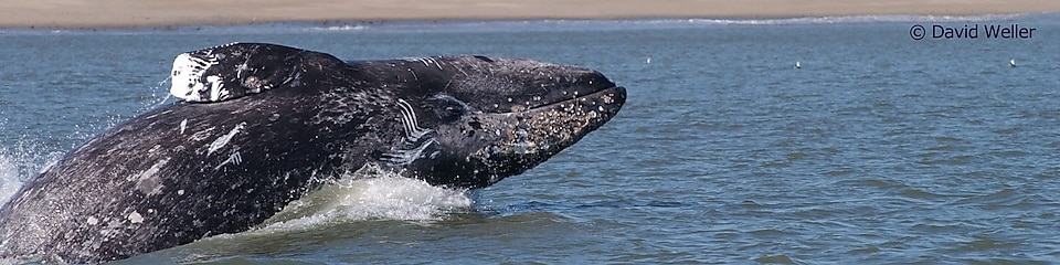"Flex" whale in the sea