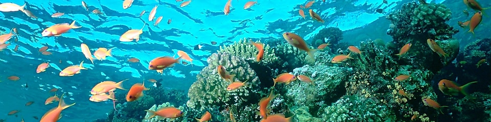 ภาพปะการังและปลาใต้ท้องทะเล